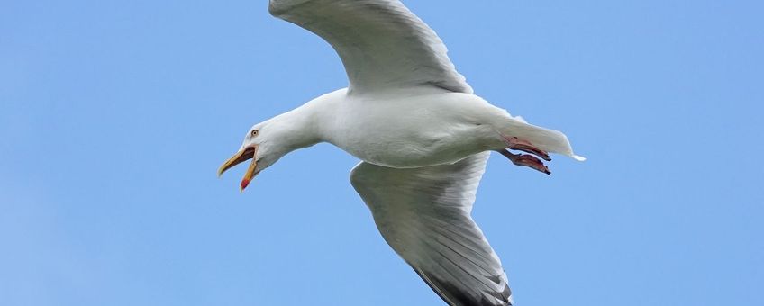 Zilvermeeuw