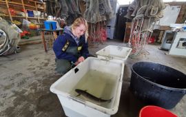 Mark Rademaker Jena Edwards aan het werk (eenmalig exclusief WMR)
