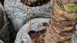 Alligatorkruid in Phoenixpalm