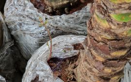 Alligatorkruid in Phoenixpalm