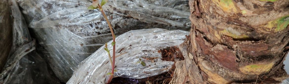 Alligatorkruid in Phoenixpalm