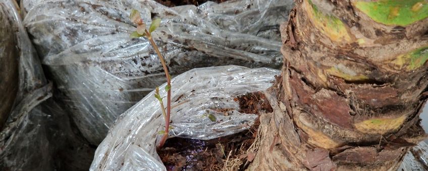 Alligatorkruid in Phoenixpalm