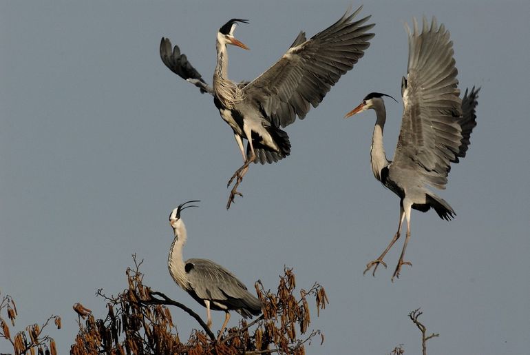 Nestelen kost veel energie voor vogels en gaat gepaard met conflicten in de kolonie