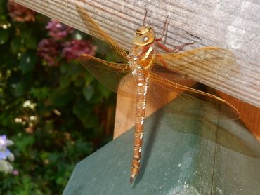 Het bruine glas is onmiskenbaar door de bruine vleugels