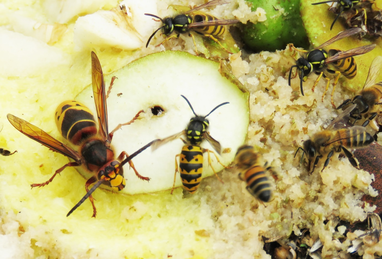 Hoornaar tussen wespen en bijen die afkomen op de zoetheid van fruitaval 