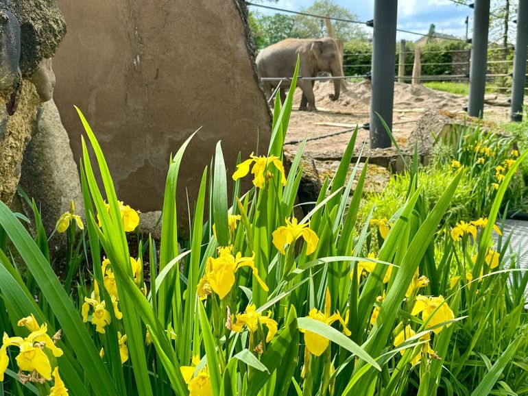 Gele lis in Artis, behalve dierentuin ook botanische tuin