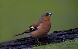 Fringilla coelebs. Vink