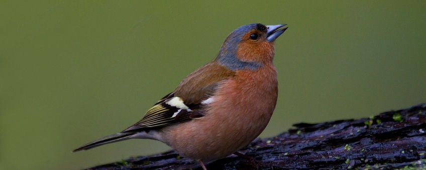 Nature Today | Kleine vogels Vogelteldag