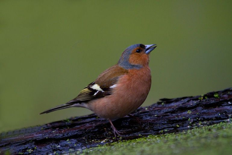 Als je zaden en pitten voert, zie je misschien wel een vink op de voedertafel