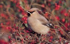 IVN Vecht en Plassengebied pestvogel; vierkant