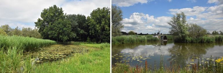 Twee fraaie kreekrelicten gelegen in de Zuilespolder waar onder andere de strikt beschermde Platte schijfhoren voorkomt