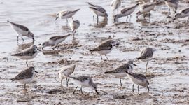 Fouragerende drieteenstrandlopers