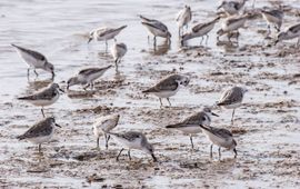 Fouragerende drieteenstrandlopers