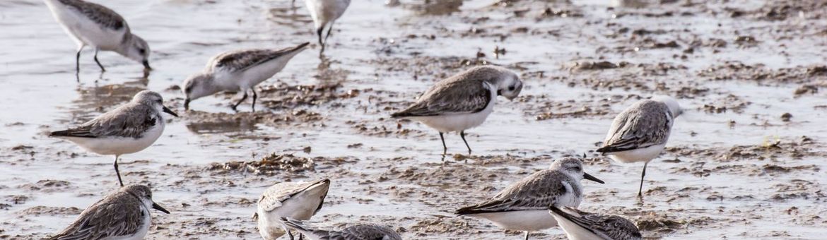 Fouragerende drieteenstrandlopers