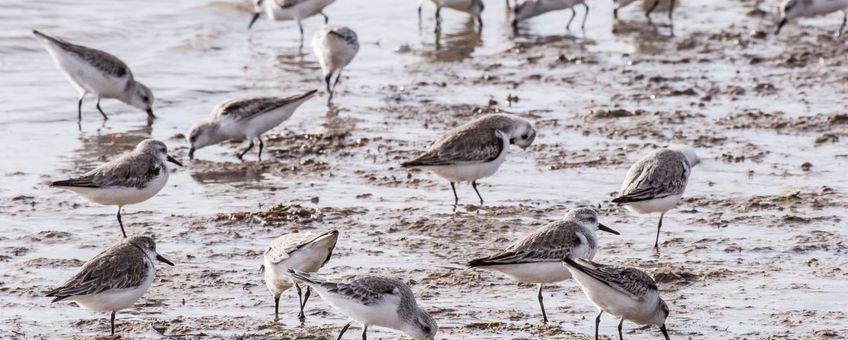 Fouragerende drieteenstrandlopers