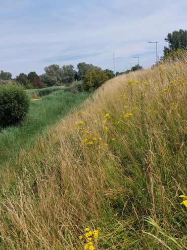 De vindplaats van de braamtronkenbij in Arnhem