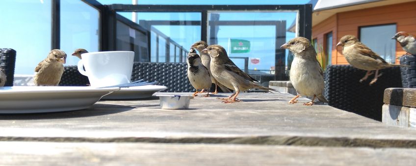 Huismussen op terras