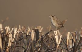 Winterkoning
Deze foto is voor eenmalig gebruik bij het persbericht van SOVON dat op 23 maart 2012 op natuurbericht is verschenen