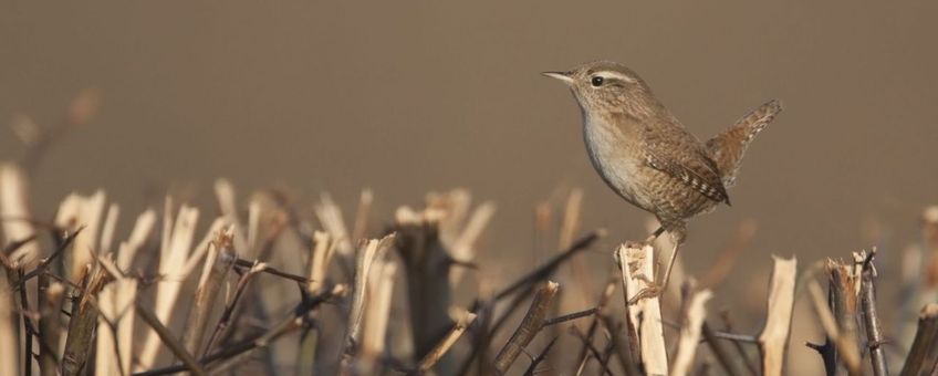 Winterkoning
Deze foto is voor eenmalig gebruik bij het persbericht van SOVON dat op 23 maart 2012 op natuurbericht is verschenen