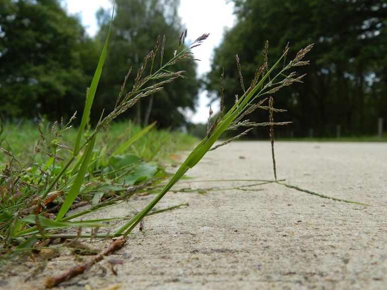 C4-plant Stijf straatliefdegras
