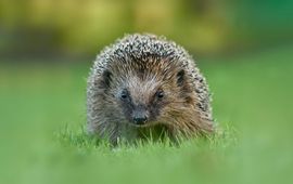 Egel