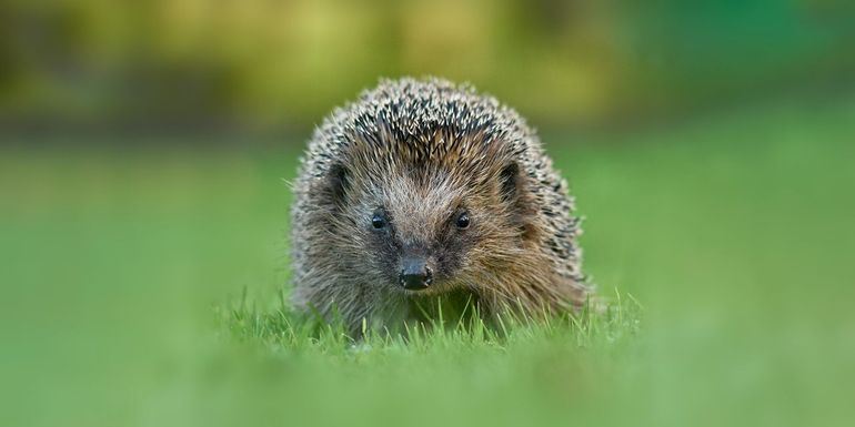 Egel