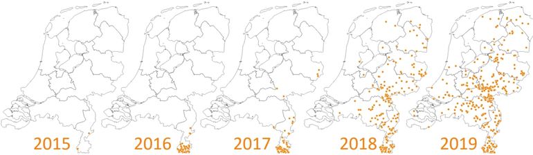 Voorkomen van scheefbloemwitje in Nederland van 2015 tot en met 2019