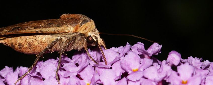 Huismoeder op vlinderstruik - primair