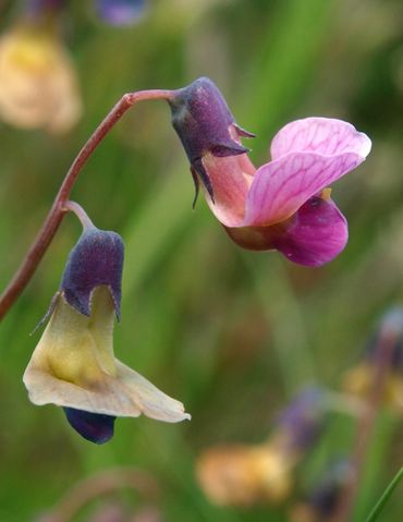 Knollathyrus in berm Ees