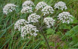 Heracleum sphondylium. Gewone berenklauw