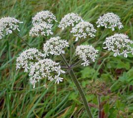 Heracleum sphondylium. Gewone berenklauw