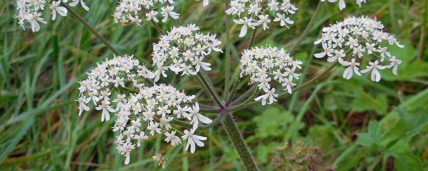 Heracleum sphondylium. Gewone berenklauw