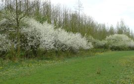 Bloeiende bosranden: bron van biodiversiteit