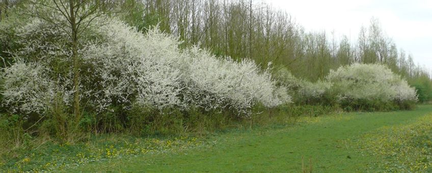 Bloeiende bosranden: bron van biodiversiteit