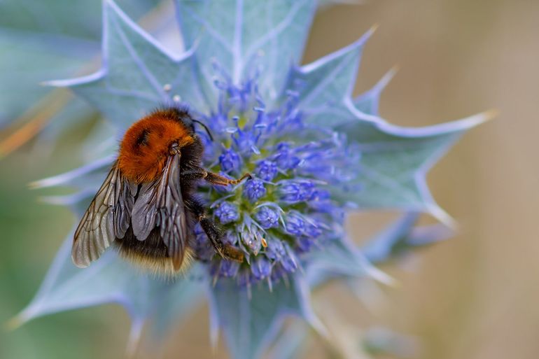 De boomhommel werd dit jaar weinig gezien en haalde net als vorig jaar niet de top 10 met meest getelde bestuivers