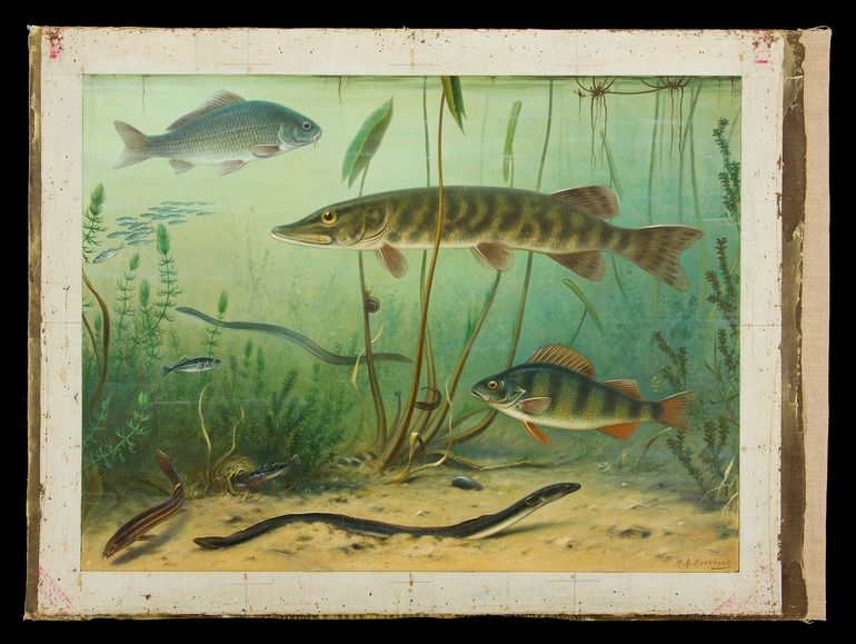 Oude schoolplaat 'Vissen in de sloot'