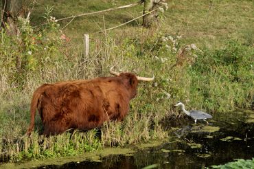 Schotse Hooglander en reiger