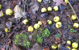 Malus sylvestris, wilde appel