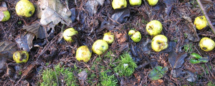 Malus sylvestris, wilde appel