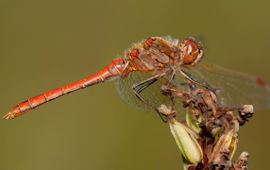 steenrode heidelibel primair