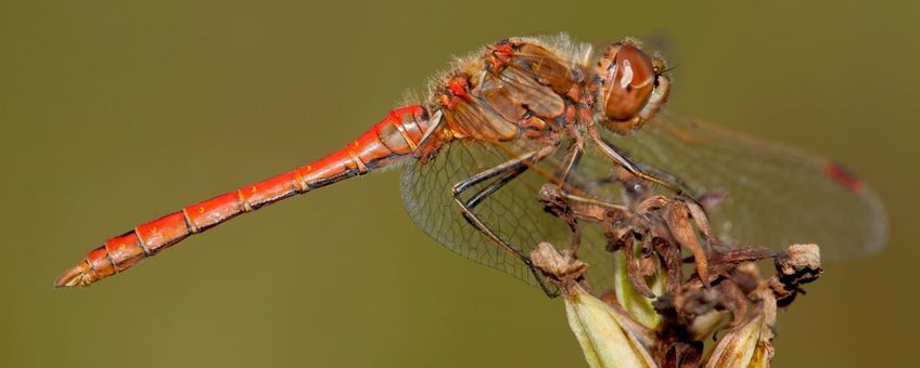 steenrode heidelibel primair