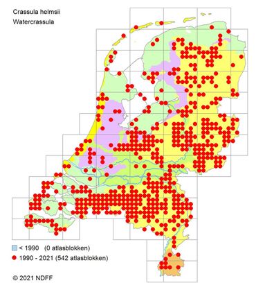 In de 26 jaar dat Watercrassula in Nederland is, heeft de plant zich in indrukwekkend hoog tempo door het hele land verspreid