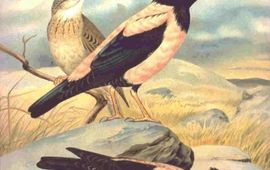Naumann Roze spreeuw, wikipedia, This image comes from the book Naumann, Naturgeschichte der Vögel Mitteleuropas (Natural history of the birds of central Europe) of 1905 or his earlier works. The copyrights for those books have expired and this image is in the public domain.