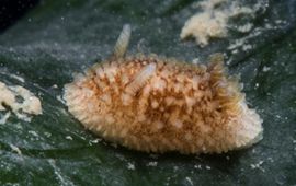Peter H van Bragt, Stichting ANEMOON Juveniele Rosse sterslak