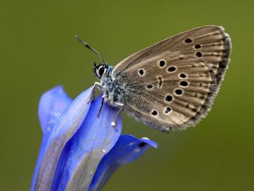 Het gentiaanblauwtje is een van de bedreigde soorten die zal profiteren van het werk