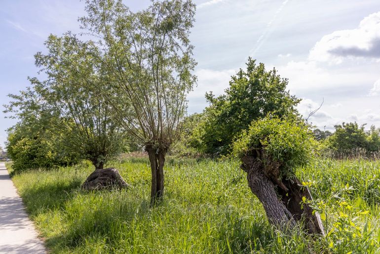 Knotwilgen langs het fietspad