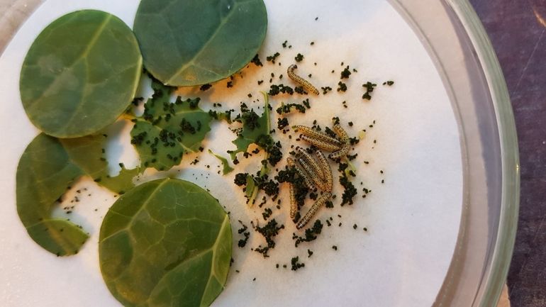 Het effect van fipronil op het groot koolwitje is niet vast te stellen in het rupsenstadium en blijkt pas in het volwassen stadium door een sterk dalende voortplanting van de vlinders, met in het geheel geen eiafzet bij de hoogste concentratie