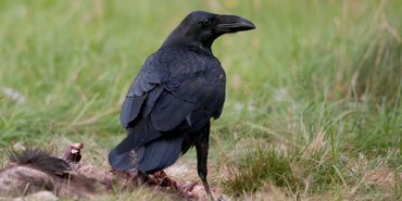 Raaf, wolvenvogel op de Veluwe