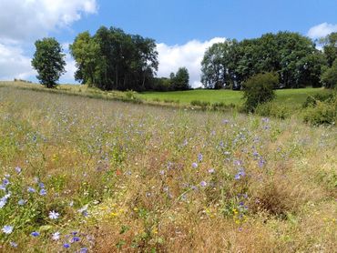 Op en rond akkers in Zuid-Limburg liggen kansen voor biodiversiteit