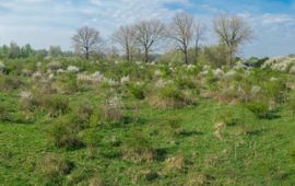 Fokko Erhart, FREE Nature Afwisseling meidoorns en grasland in beeld middels fotomast